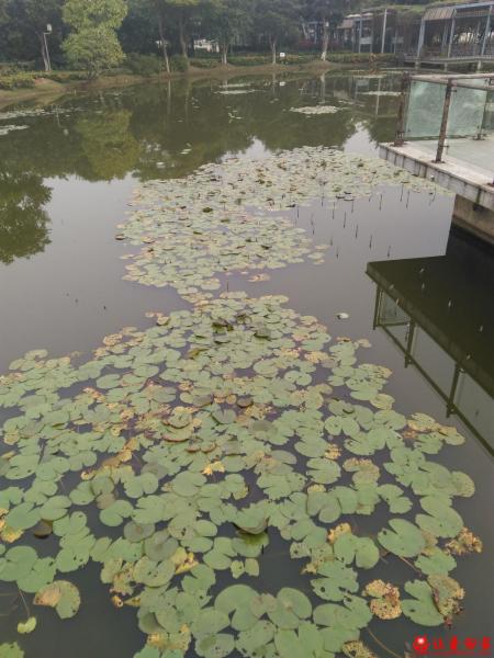 失踪人员黎柱强照片，让爱回家