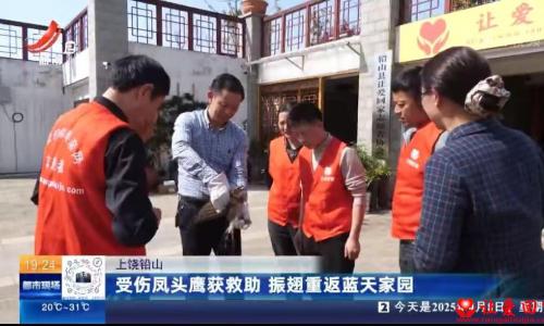 铅山县让爱回家志愿者协会救助受伤凤头鹰，振翅重返蓝天